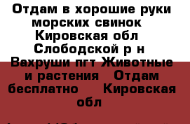 Отдам в хорошие руки морских свинок - Кировская обл., Слободской р-н, Вахруши пгт Животные и растения » Отдам бесплатно   . Кировская обл.